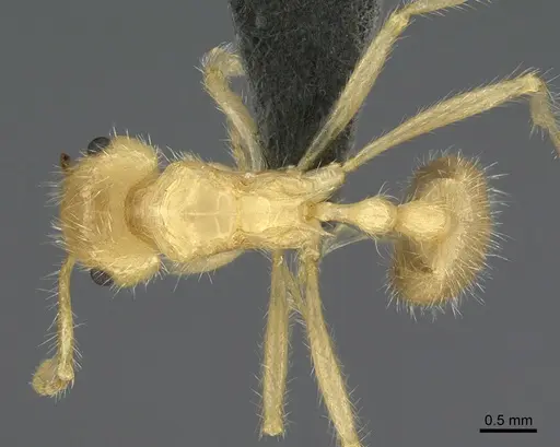 Myrmicaria buenaventei specimen