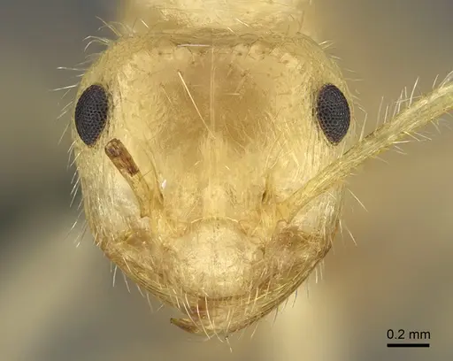 Myrmicaria buenaventei specimen