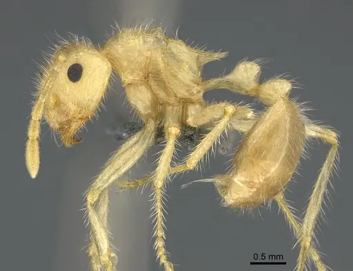 Myrmicaria buenaventei specimen