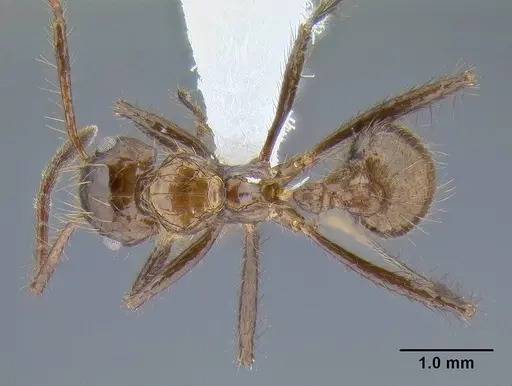 Myrmicaria carinata specimen