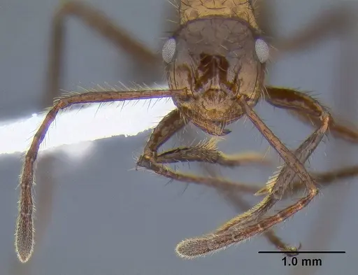 Myrmicaria carinata specimen