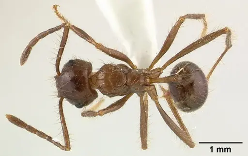 Myrmicaria carinata - CASENT0179015