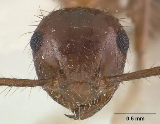 Myrmicaria carinata - CASENT0179015