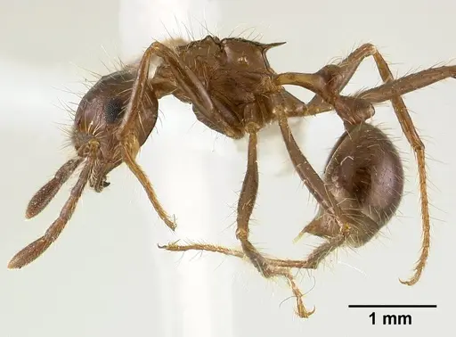 Myrmicaria carinata - CASENT0179015