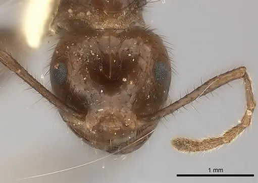 Myrmicaria carinata - CASENT0217893