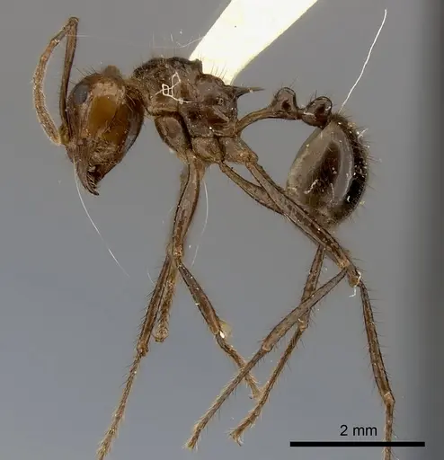 Myrmicaria carinata - CASENT0217893