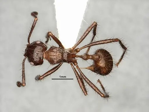 Myrmicaria carinata - CASENT0884304