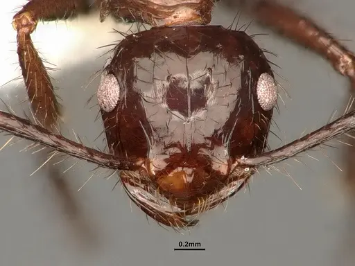 Myrmicaria carinata - CASENT0884304