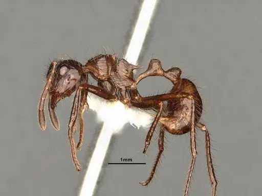 Myrmicaria carinata - CASENT0884304