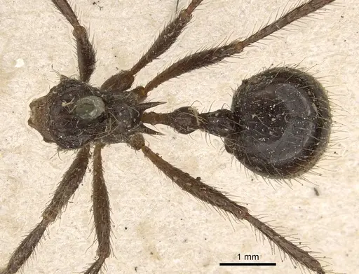 Myrmicaria carinata - CASENT0901427