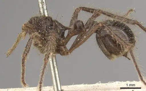 Myrmicaria carinata - CASENT0901427