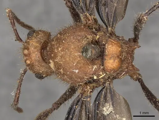 Myrmicaria carinata - CASENT0901429