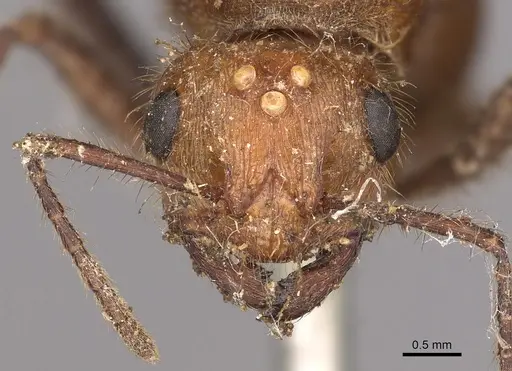 Myrmicaria carinata - CASENT0901429