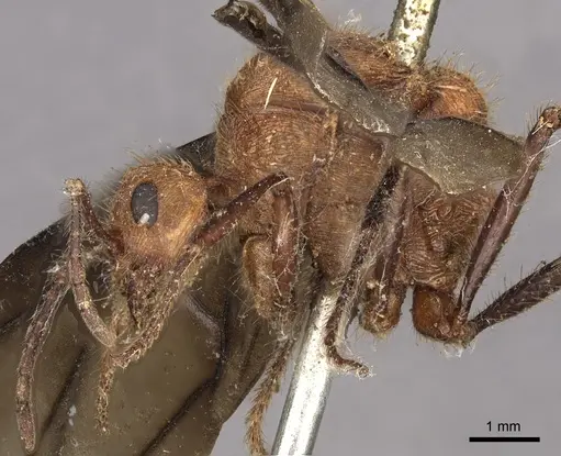 Myrmicaria carinata - CASENT0901429