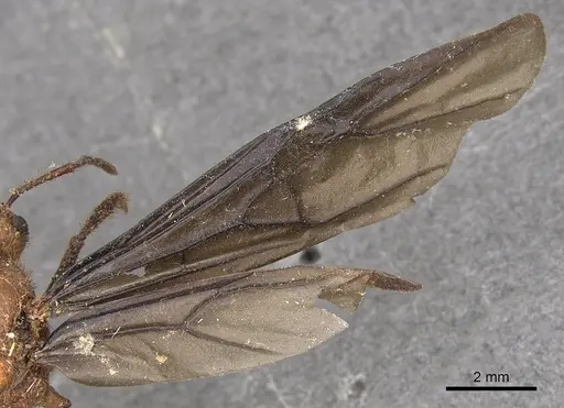 Myrmicaria carinata - CASENT0901429