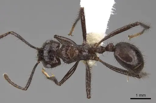 Myrmicaria carinata - CASENT0923005