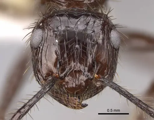 Myrmicaria carinata - CASENT0923005