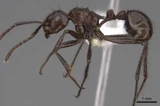 Myrmicaria carinata - CASENT0923005