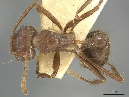 Myrmicaria castanea specimen