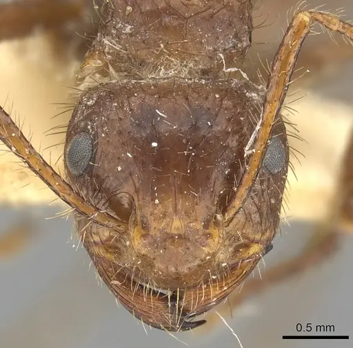 Myrmicaria castanea specimen