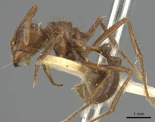 Myrmicaria castanea specimen