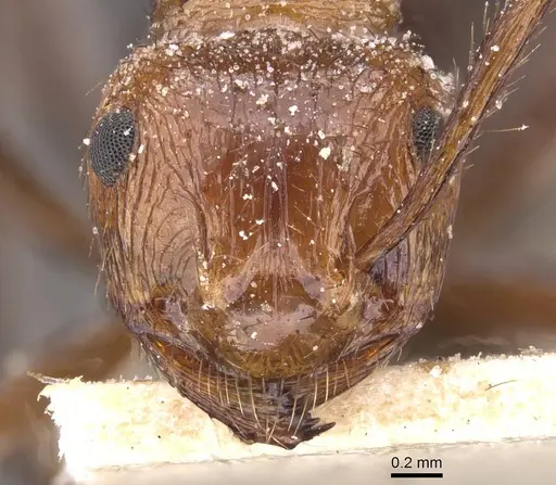 Myrmicaria distincta specimen