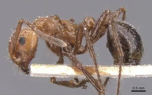 Myrmicaria distincta specimen