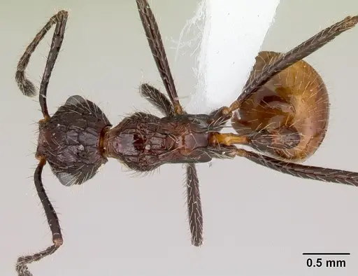 Myrmicaria exigua specimen