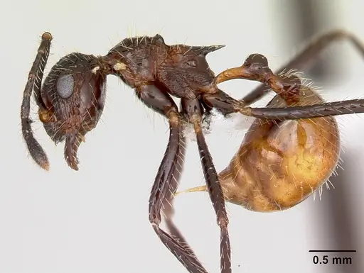 Myrmicaria exigua specimen