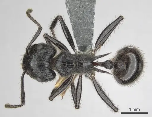 Myrmicaria faurei specimen