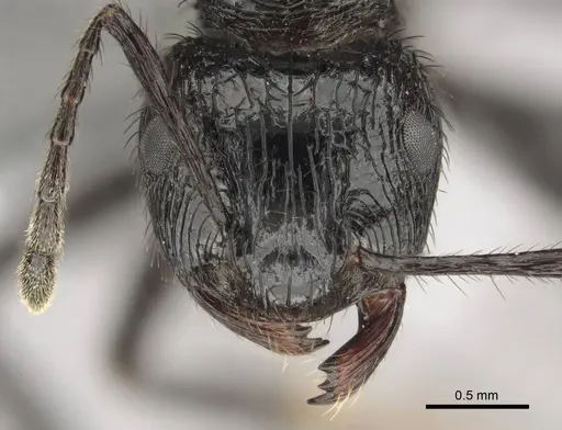 Myrmicaria faurei specimen