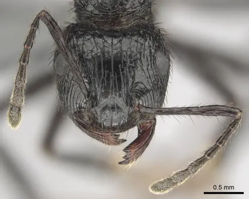 Myrmicaria faurei specimen