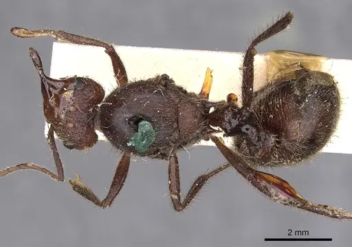 Myrmicaria fodiens specimen