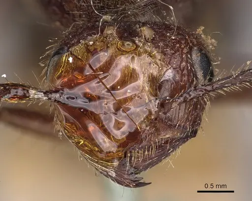 Myrmicaria fodiens specimen