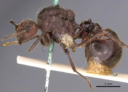 Myrmicaria fodiens specimen