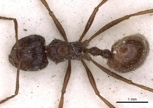 Myrmicaria foreli specimen