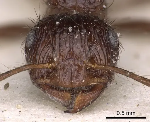 Myrmicaria foreli specimen