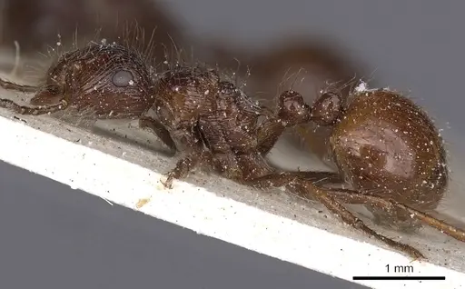 Myrmicaria foreli specimen