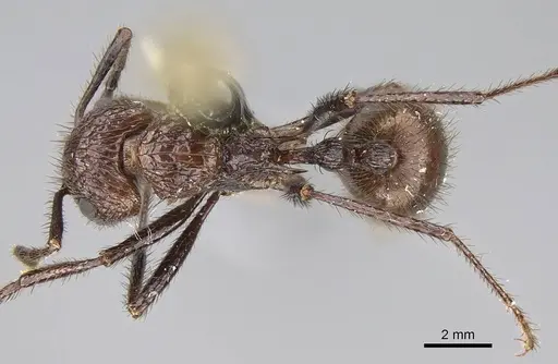 Myrmicaria fumata specimen