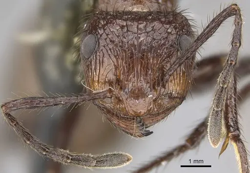 Myrmicaria fumata specimen