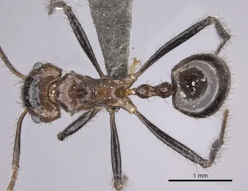 Myrmicaria fusca specimen