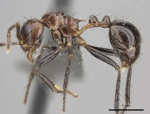 Myrmicaria fusca specimen