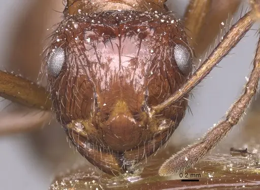 Myrmicaria irregularis specimen
