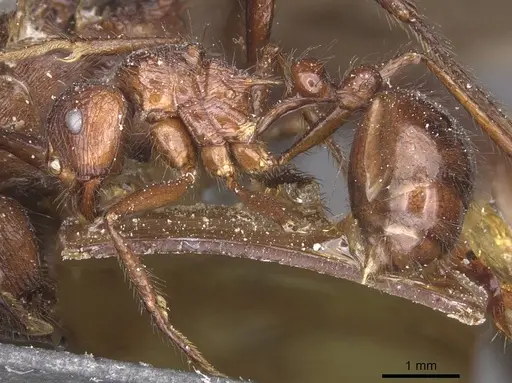 Myrmicaria irregularis specimen