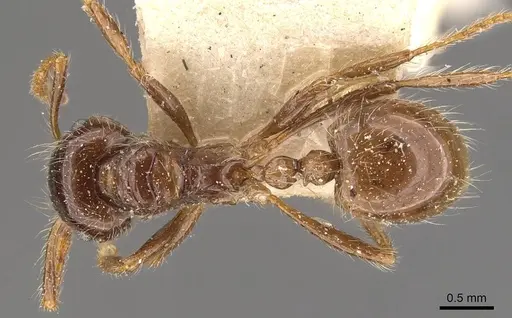 Myrmicaria laevior specimen