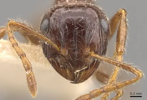 Myrmicaria laevior specimen