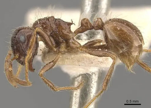 Myrmicaria laevior specimen