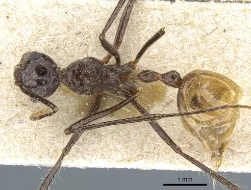 Myrmicaria luteiventris specimen