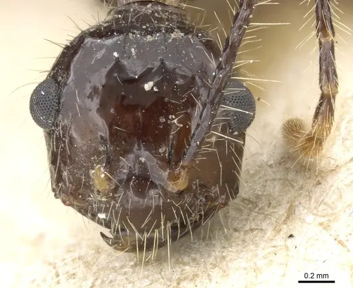 Myrmicaria luteiventris specimen