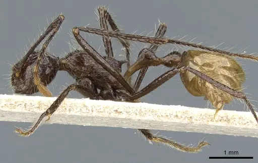 Myrmicaria luteiventris specimen